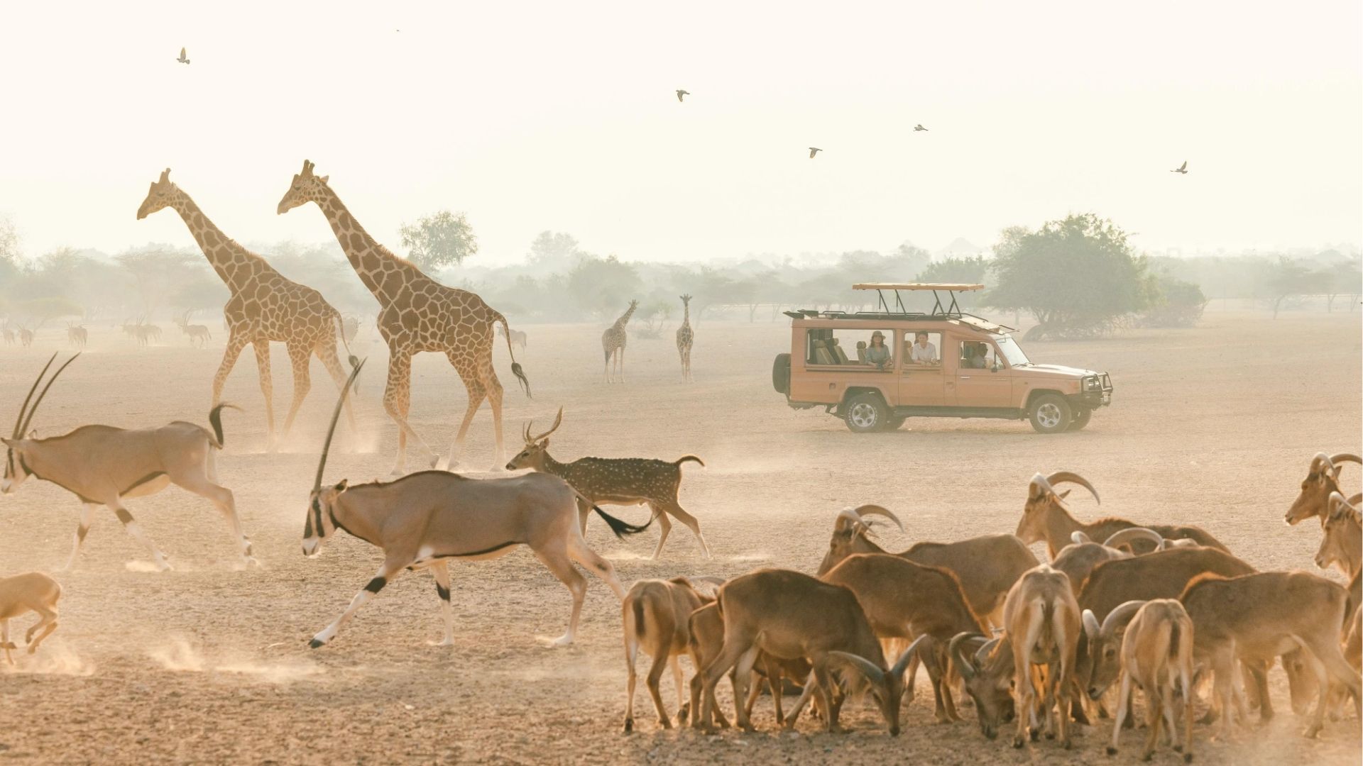 Ngày 6: Tự do tham quan Sir Bani Yas Island | Thiên đường nghỉ dưỡng giữa biển Ả Rập